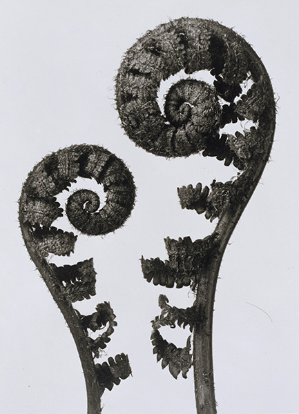 カール・ブロスフェルト《オシダ－渦巻状の若い複葉》1920年代（2001年プリント）　ゼラチン・シルバー・プリント・紙